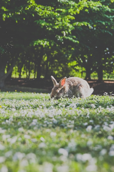 棕兔低角度摄影